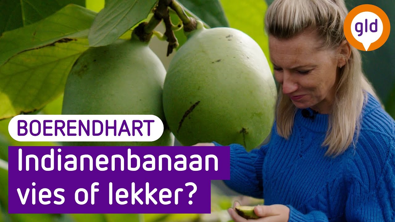 Hebben we genoeg GELDERS FRUIT voor IEDEREEN? | Boerend Hart #5