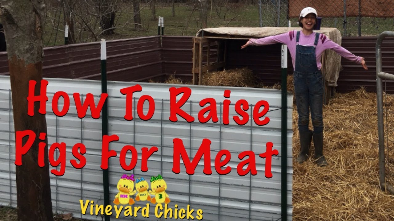 Raising Pigs For Meat 101: How-To Make a Pig Pen Out of Pallets and Hog Panels (EP-45)