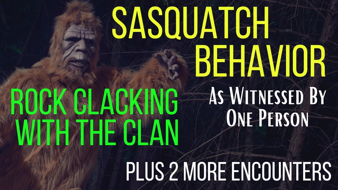 Sasquatch Behavior - As Witnessed & Rock-Clacking With The Clan! And 2 more!