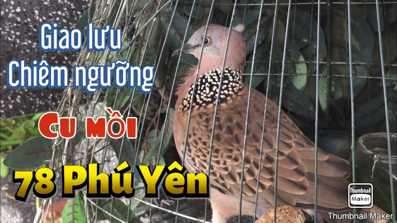 Giao lưu cu gáy, chiêm ngưỡng giàn cu mồi của ae cu thủ 78 Phú Yên. Clip 109