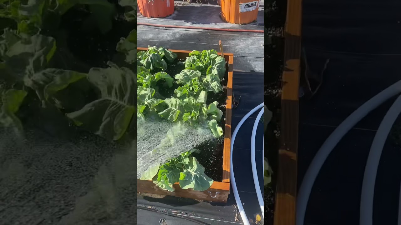 Zone 5 winter gardening!  Still growing strong! Eat your greens! 💕