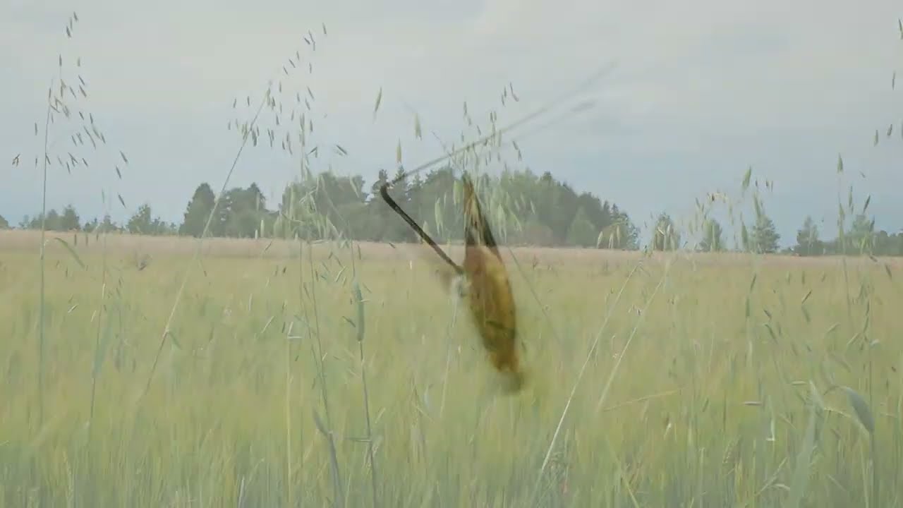 Hukkakauran jyvä liikkuu