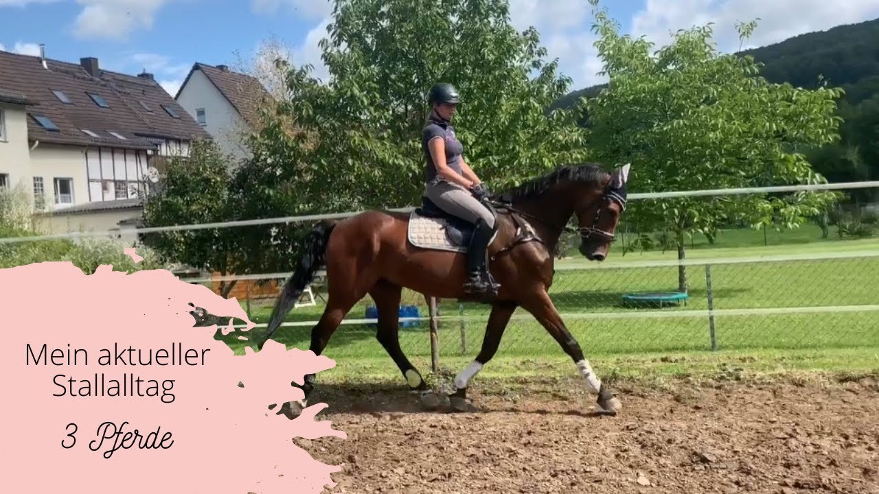 MEIN AKTUELLER STALLALLTAG 🏡 | 3 Pferde 🐴 | Reiten | Longieren | Stallarbeit | VLOG 46 | Oasy |