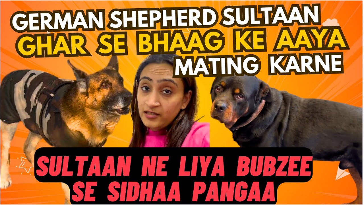 German Shepherd Sultaan Ne Choraa Aona Ghar: Mating Ke Liye Ghar Se Bhaag Aaya: Bubzee Se Liya Panga