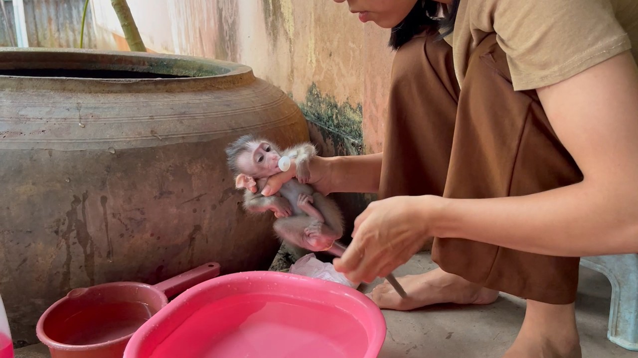 Smallest BB mnkey in mom’s hand for mom Hrd bath 