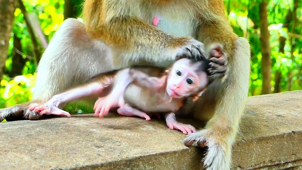 Copy of Live: Joyful Baby Monkey Enjoys Mama’s Loving Care 🐒💛