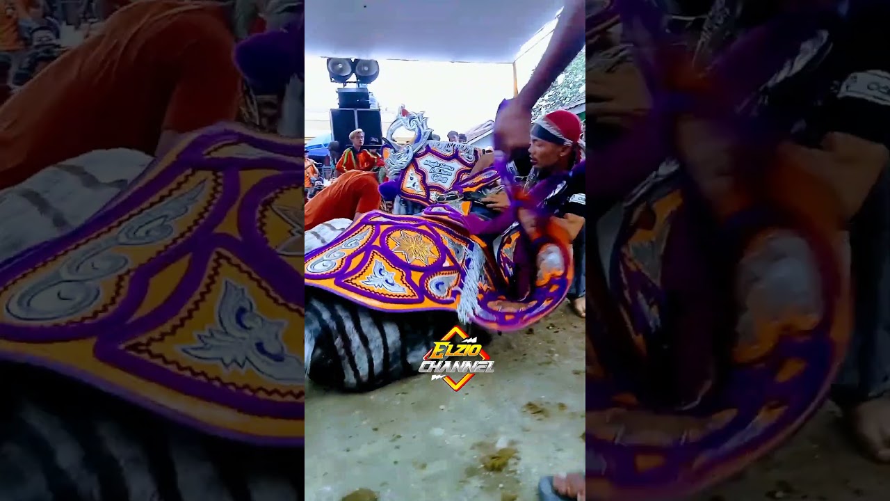 menidurkan kuda renggong zebra #shorts #kudazebra #kudavira
