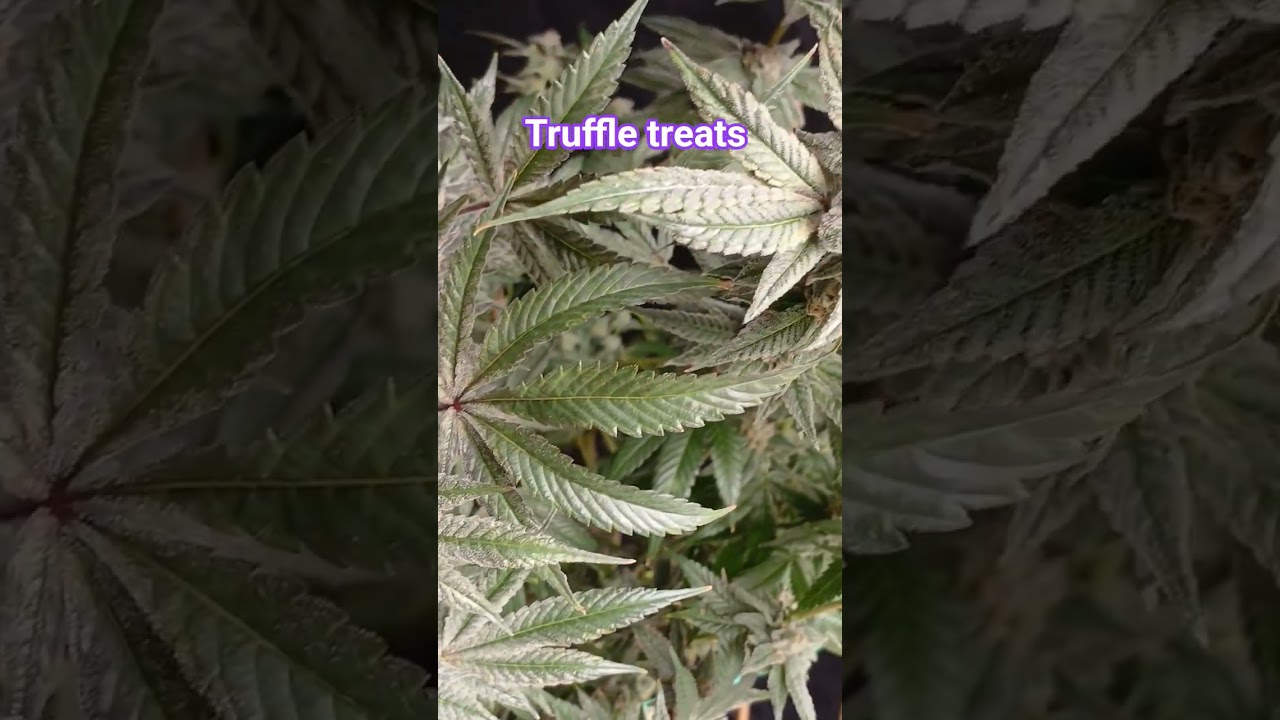 its CHOP day for the beleaf truffle treats. absolute funk .