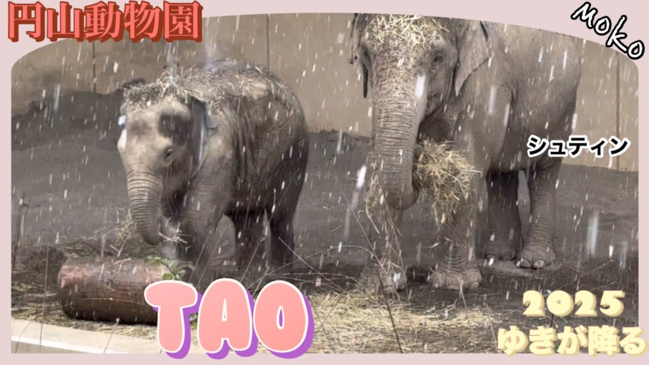 【タオちゃん】の心配が空回りした日🐘