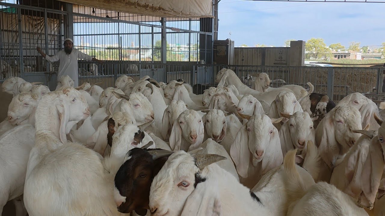 The Biggest Sojat Patti Palehue Ache Bakre At Sanjari Goat Farm MM Group Feroz Bhai. 