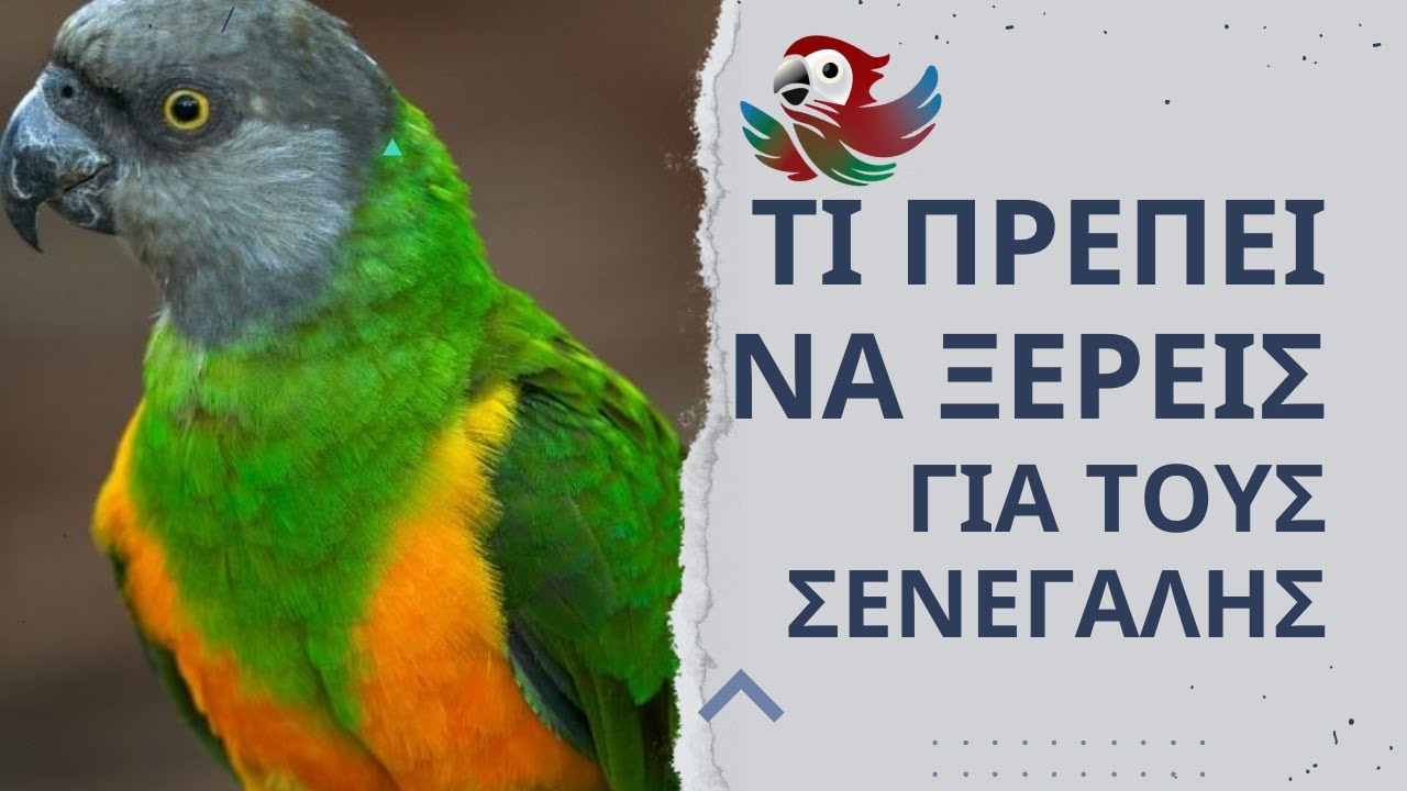 ΤΙ ΠΡΕΠΕΙ ΝΑ ΞΕΡΕΙΣ ΓΙΑ ΤΟΥΣ ΣΕΝΕΓΑΛΗΣ.