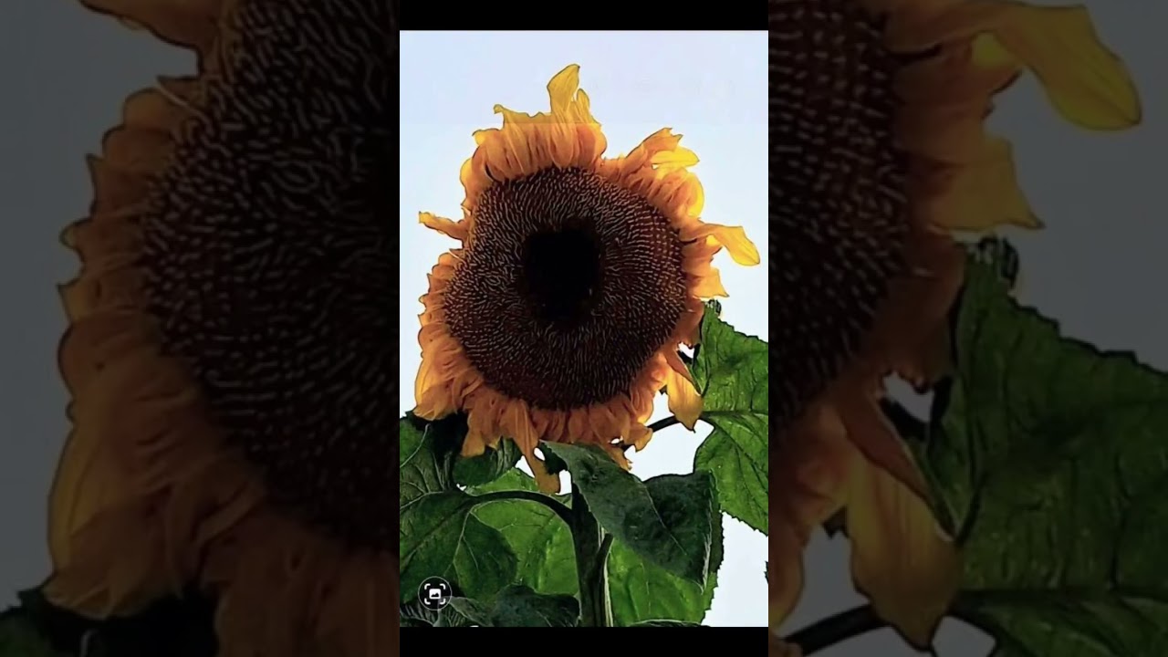 the Americans with Disabilities Act, code violations two months Paseo Place office .6192553000.