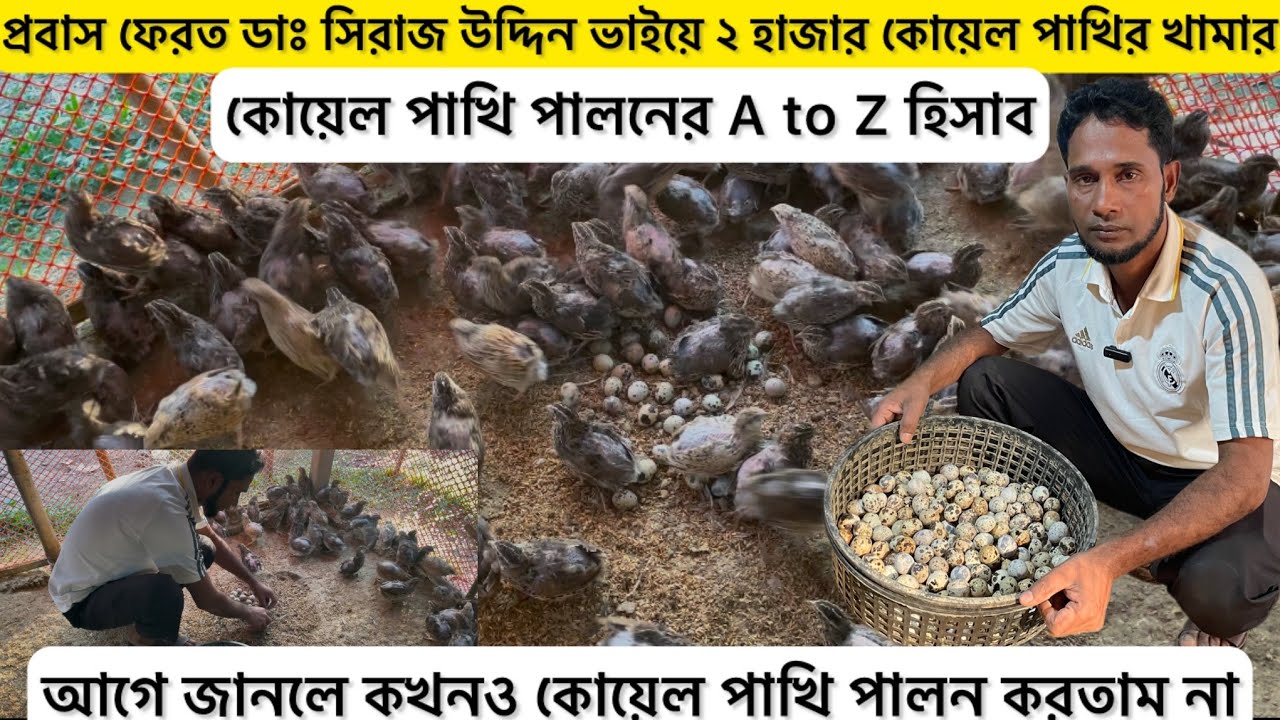 প্রবাস ফেরত ডাঃ সিরাজ উদ্দিন ভাইয়ে ২ হাজার কোয়েল পাখির খামার | কোয়েল পাখি পালন | Koyel pakhi khamar