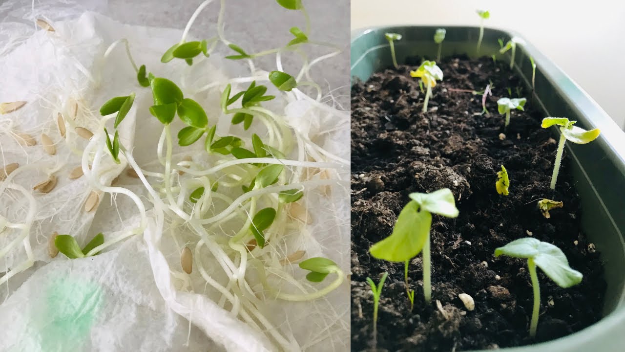 Evde kolay Salatalık Ve Domates Tohumu Çimlendirme Ve Dikimi/ Tohum nasıl çimlendirilir/sebze fidesi