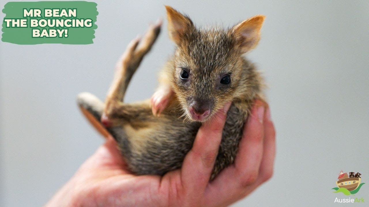 MR BEAN THE BOUNCING BABY BETTONG!