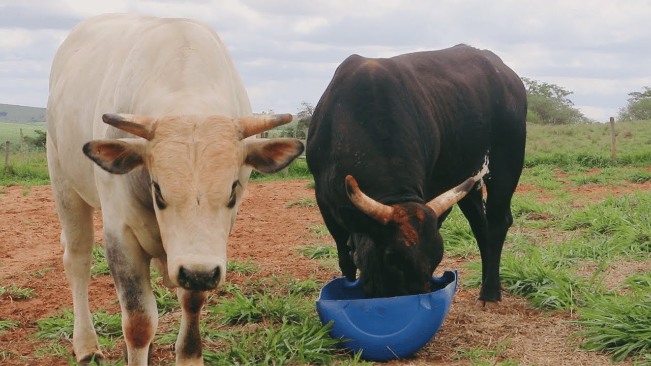 🐂 TRATANDO dos touros da CIA CALIFÓRNIA