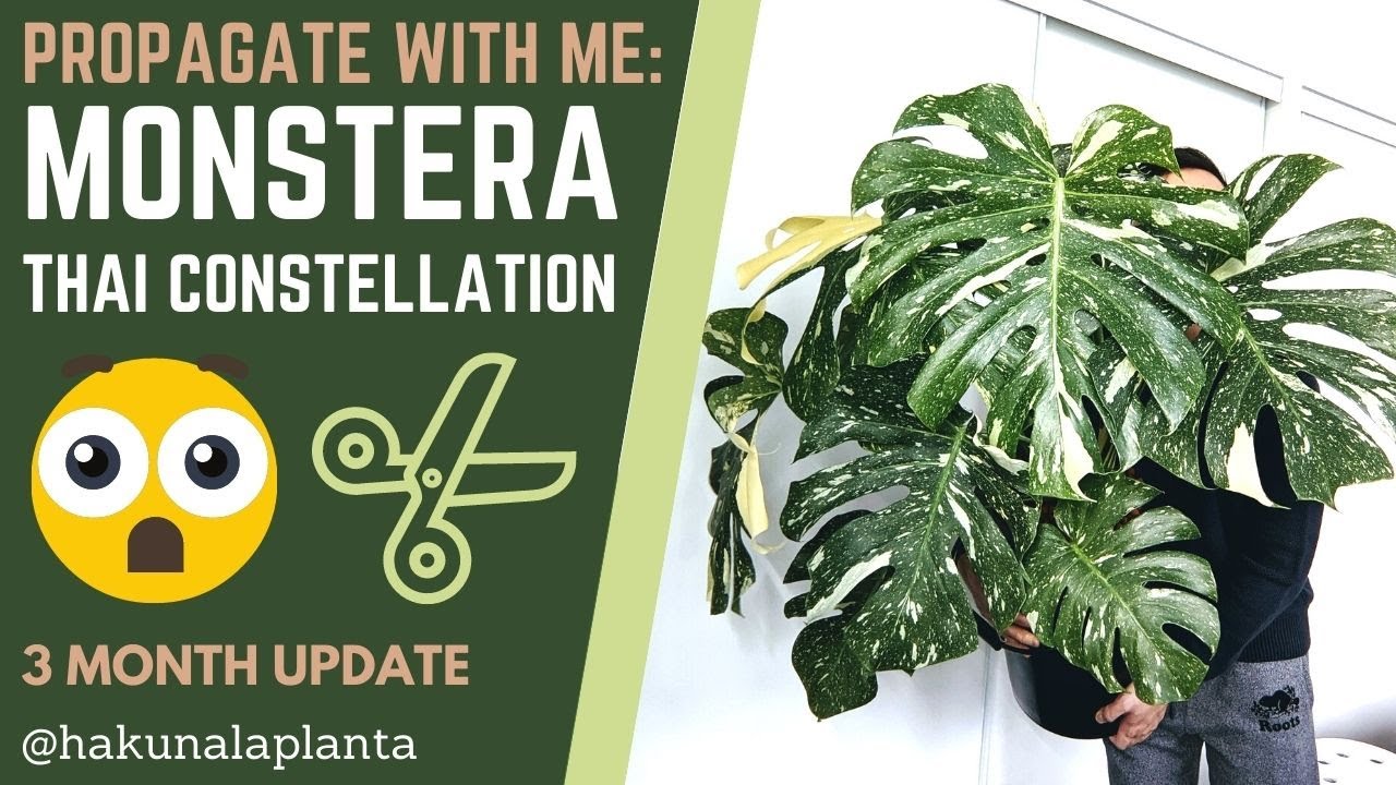 Propagating My Monstera Thai Constellation 💚 WITH UPDATES - Propagate with me | Monstera Propagation