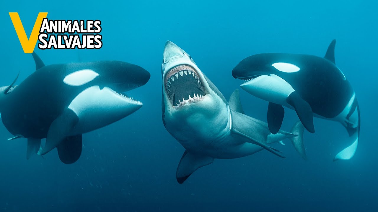 Ataques De Orcas M&aacute;s Salvajes Jam&aacute;s Captados En C&aacute;mara | Animales Salvajes