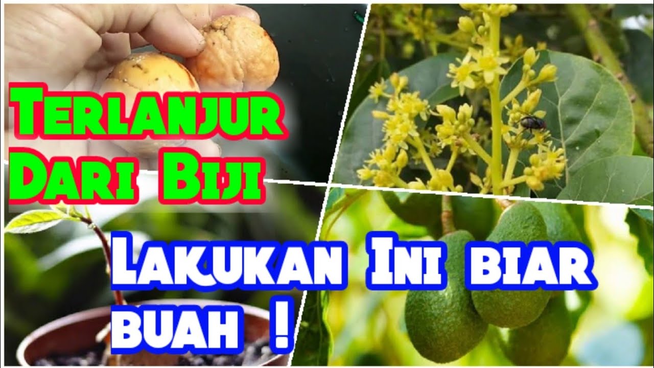 Manipulasi Dan Membuat Alpukat Yang Terlanjur Tanam Dari Biji Agar Cepat Berbuah
