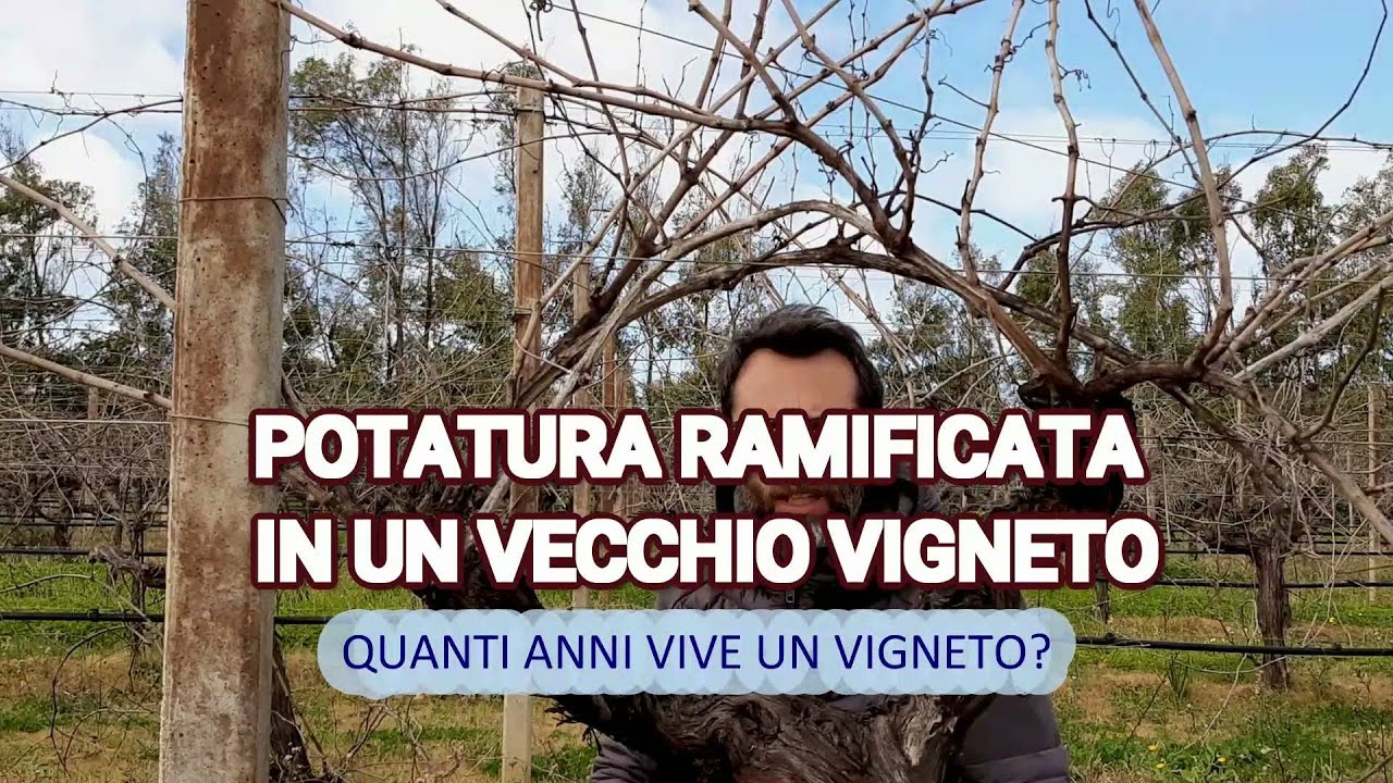 POTATURA RAMIFICATA A GUYOT CAPOVOLTO EP. 1: Quanto vive un vigneto?