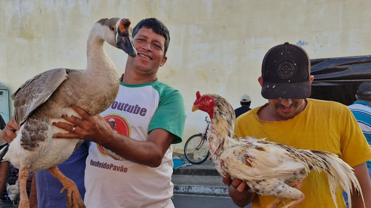 VANIO DA FEIRA DAS GALINHAS REJITRANDO AS NOVIDADES EM ARAPIRACA NO BARIO BRASÍLIA #NORDESTE 