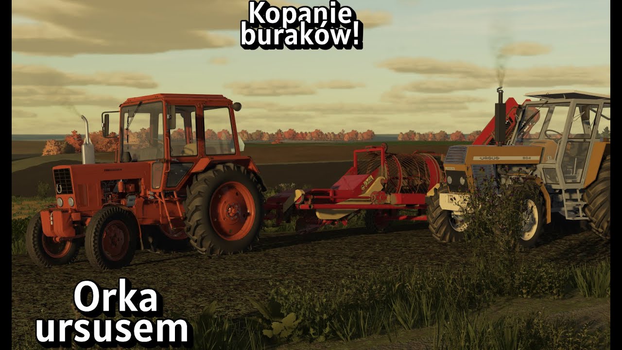 U dziadka #26 Kopanie buraków. Orka ursusem 904.
