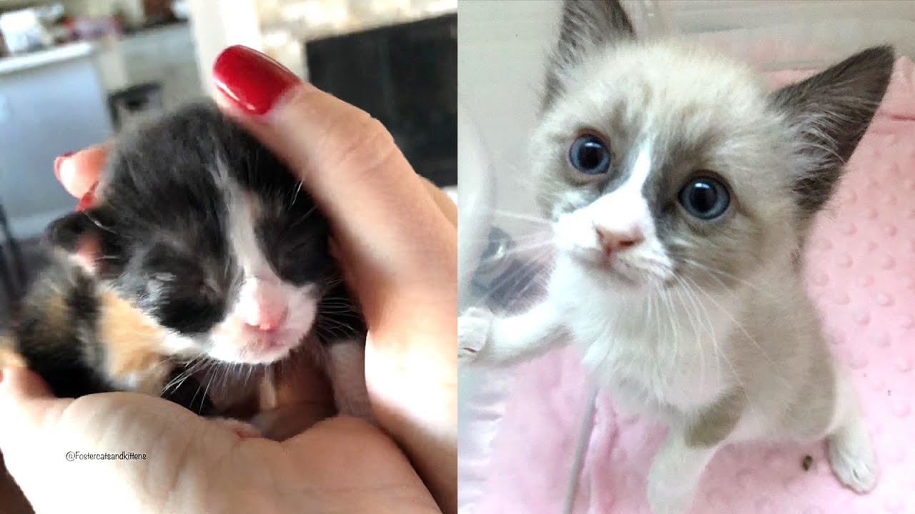 Rescue Super Cute Kittens were Abandoned by There Mom Cat and Not Being Properly Care For