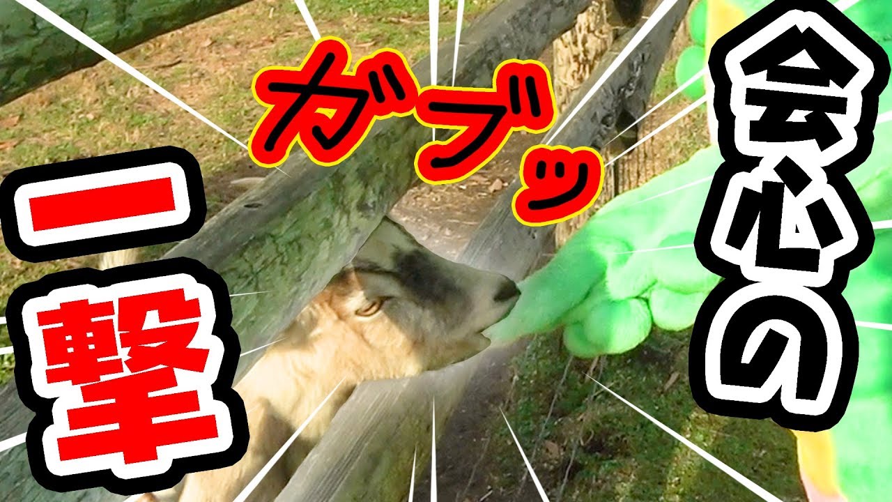 ガチャピン、噛まれる【マザーファームツアー】