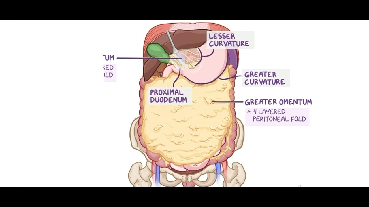 Anatomy of the abdominal viscera Esophagus and stomach