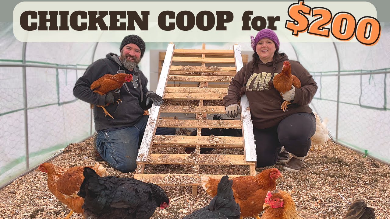 Alaska Homestead Life Amazon Greenhouse as a Chicken Coop! - Cheap Chicken Coop Idea!