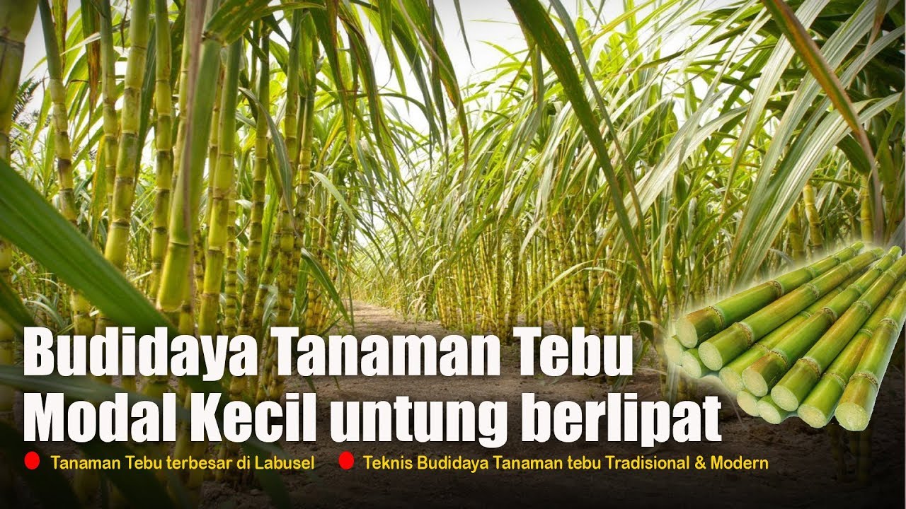 Budidaya Tanaman Tebu perawatan hingga produksi
