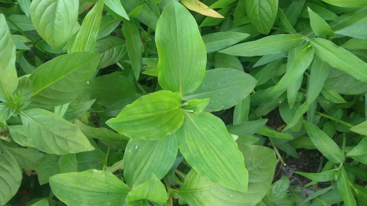 amruthakada plant అమృత కాడ మూలిక