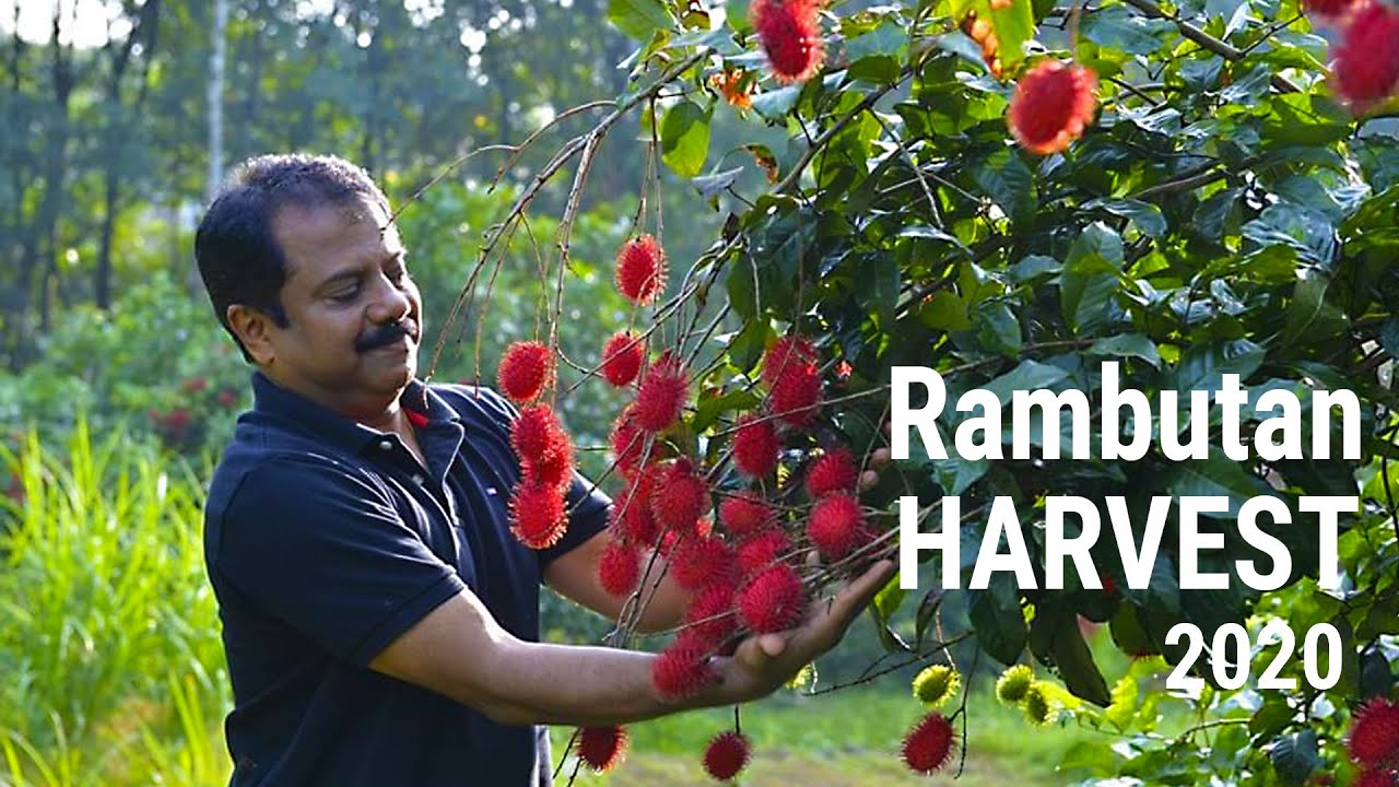 Rambutan Harvest 2020