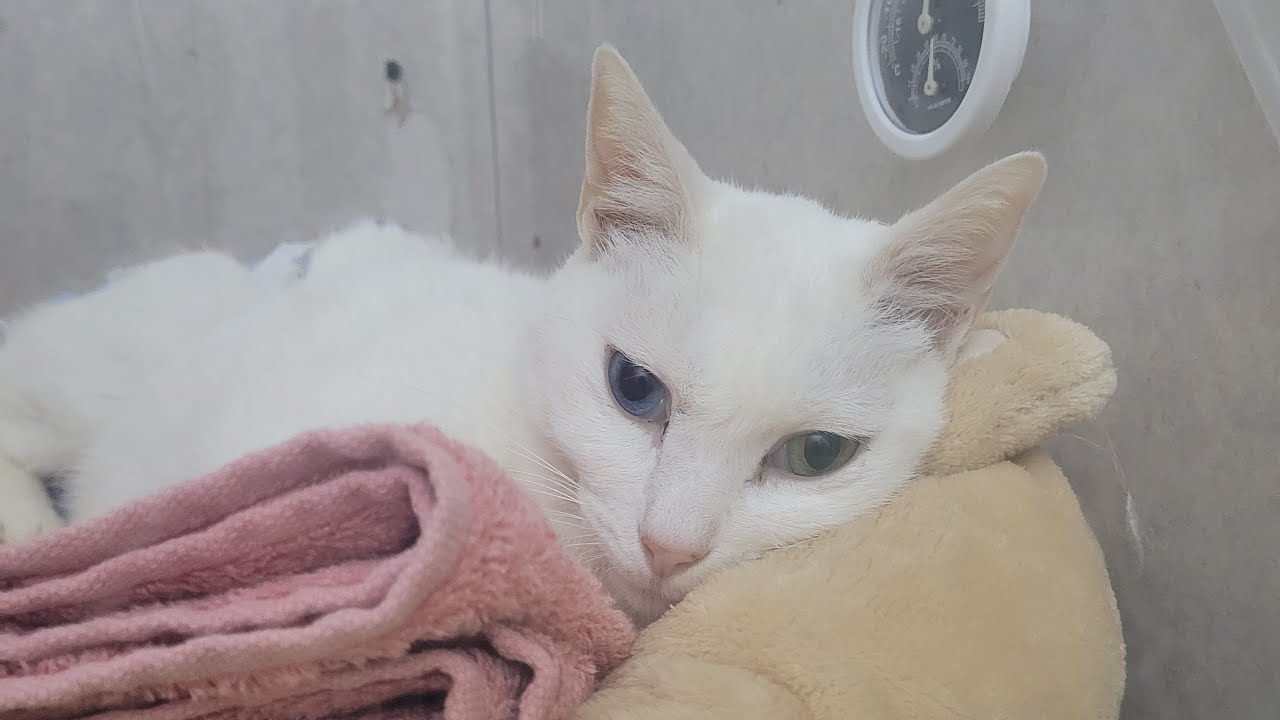 【猫の拡張型心筋症発覚から2日目…🐱昨日より…】Smile to Heart 【譲渡型保護猫カフェ】ねこまる がライブ配信中！