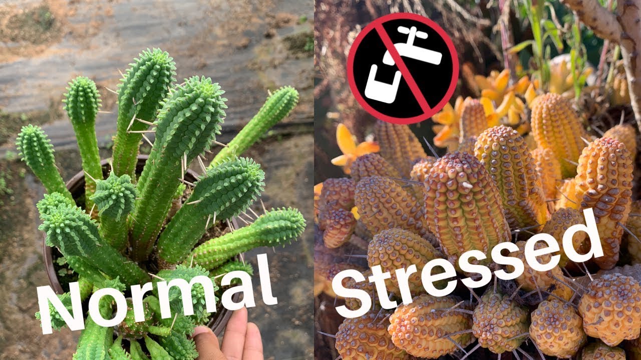 Stressing Succulents with Examples🌵🌞
