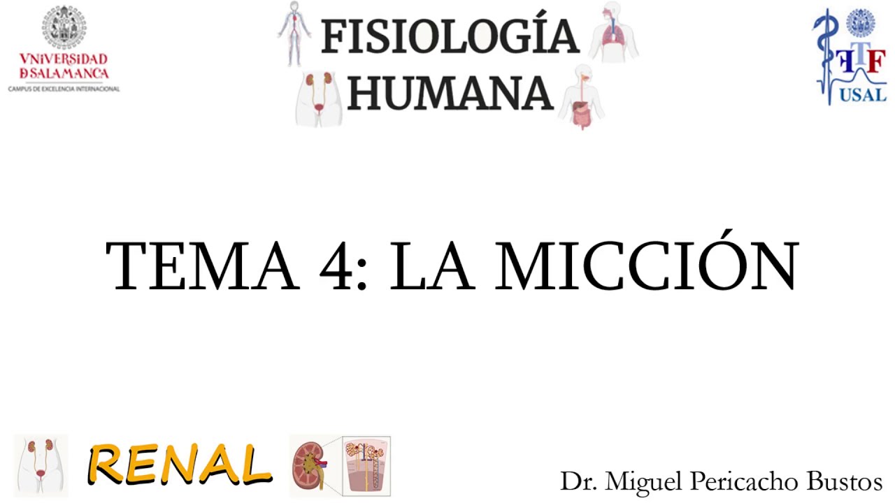 TEMA 4: La micción