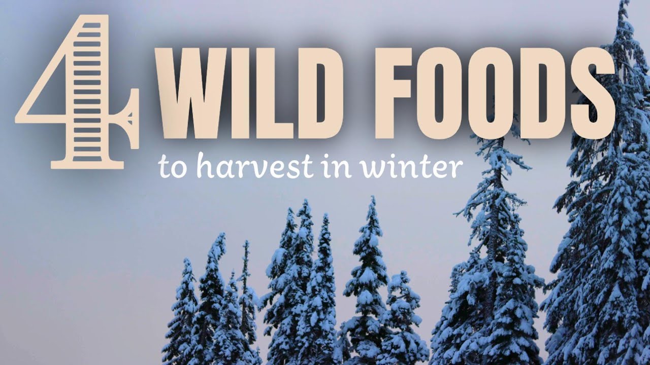 What Wild Plants Can You Eat in Winter? Foraging and Cooking Soup