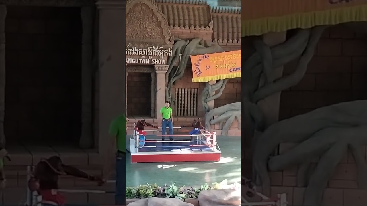 Amazing Monkey show with different funny activities 