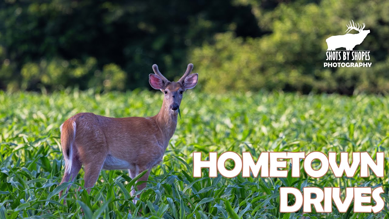 Shootin' It With Shopes: Hometown Drive (Whitetail Deer Photography)