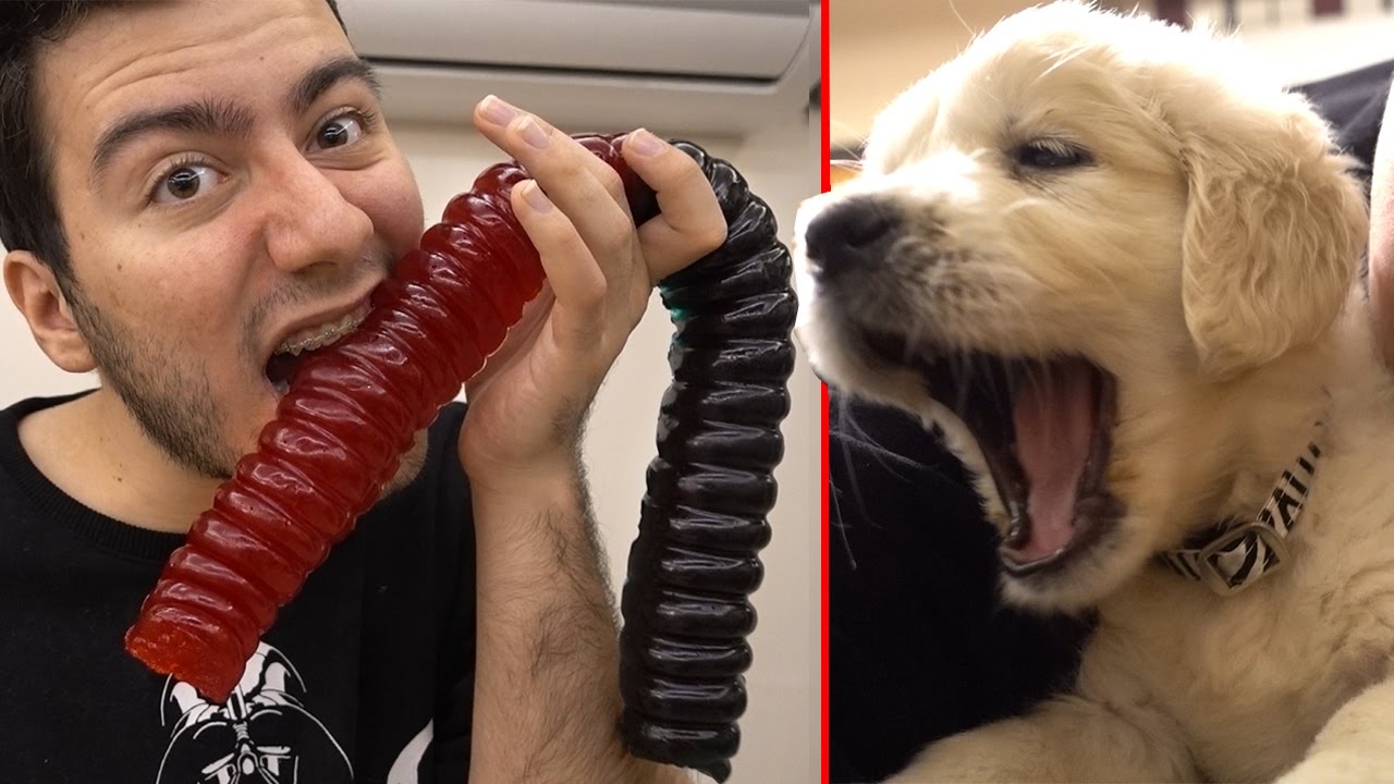 DEV SOLUCAN JELİBON VS CESUR