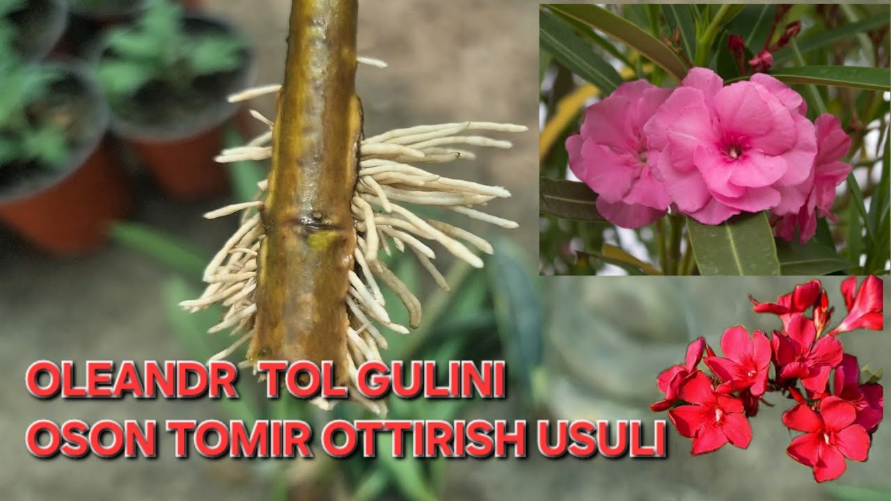OLEANDR TOL GULINI OSON TOMIR OTTIRISH USULI