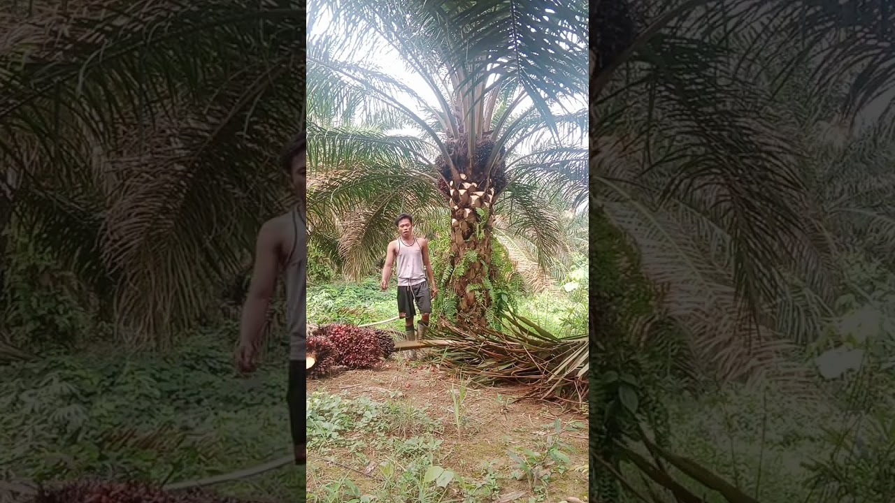 Ramadan gacor ya ketua  1 pokok delapan janjang besar2 pula