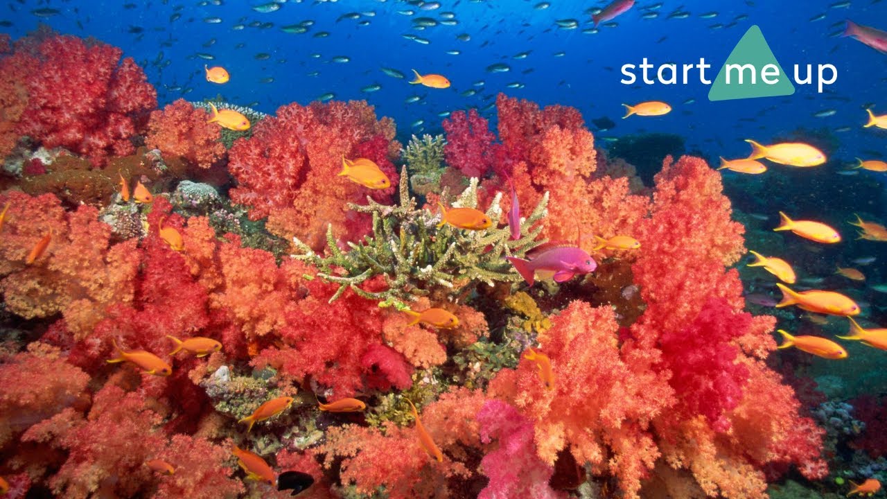 Remote Coral Reef Conservation Internship