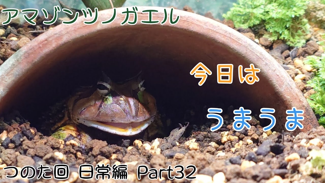 アマゾンツノガエルのつのた　今日はうまうま食べる　日常編　Part32