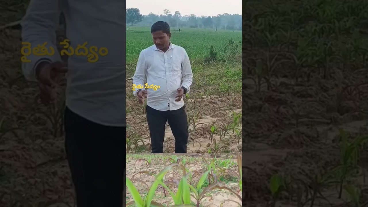 Maize management | రైతు సేద్యం | Rythu Sedyam | #shorts #short #shortsfeed