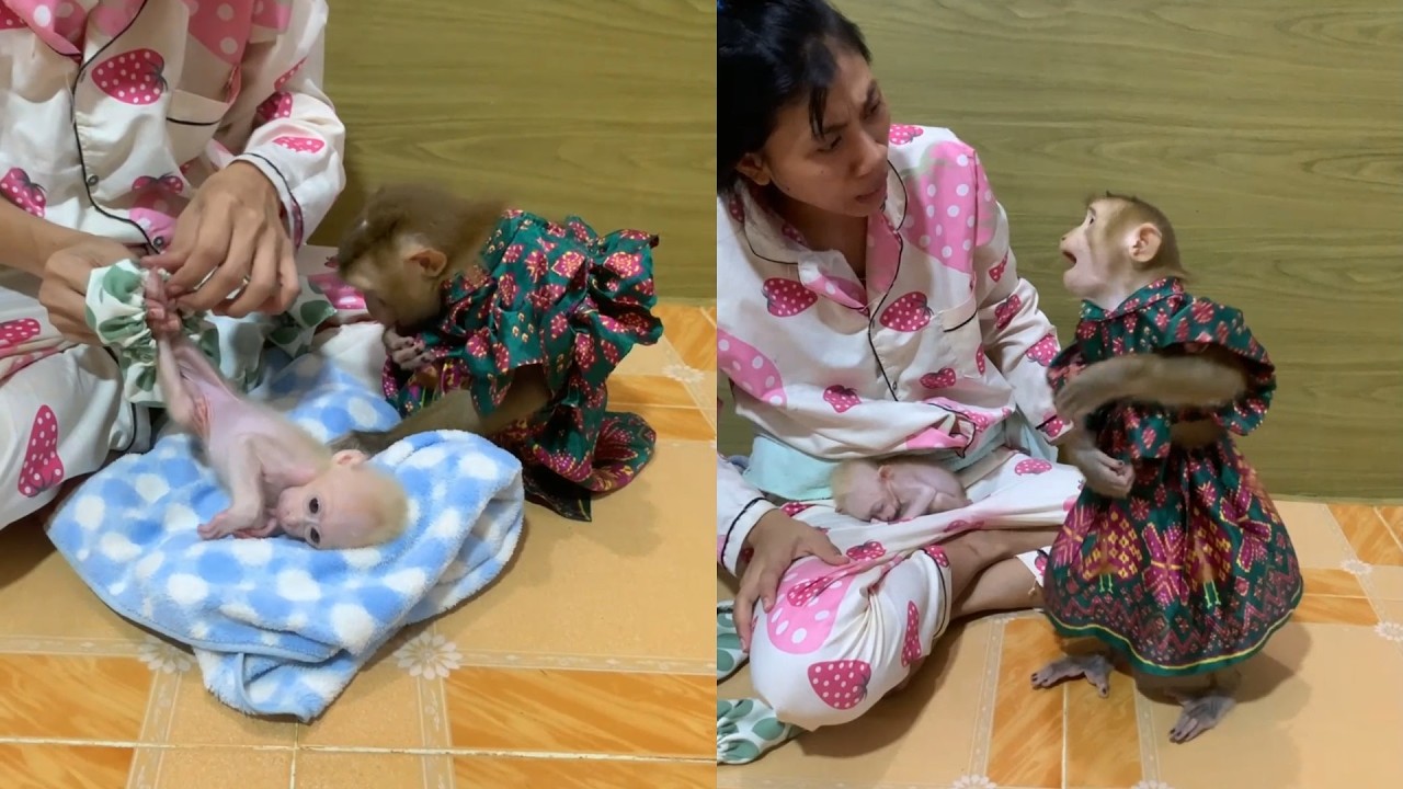 Adorable Baby Monkeys in Cute Dresses 💕 Funny & Sweet Moments