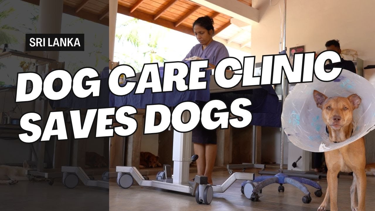 Millions of stray dogs are saved by Dog Care Clinic in Sri Lanka!