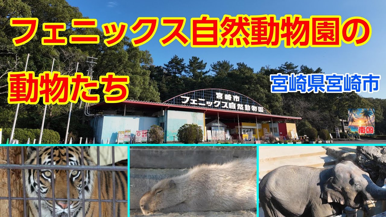 動物園の動物たちが可愛過ぎる　宮崎市フェニックス自然動物園　宮崎県宮崎市　散歩　旅行　観光スポット