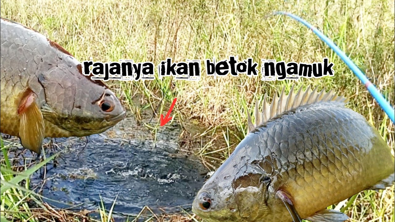 inilah akibatnya mancing gak permisi dulu sama rajanya ikan betok (@anang ngador)