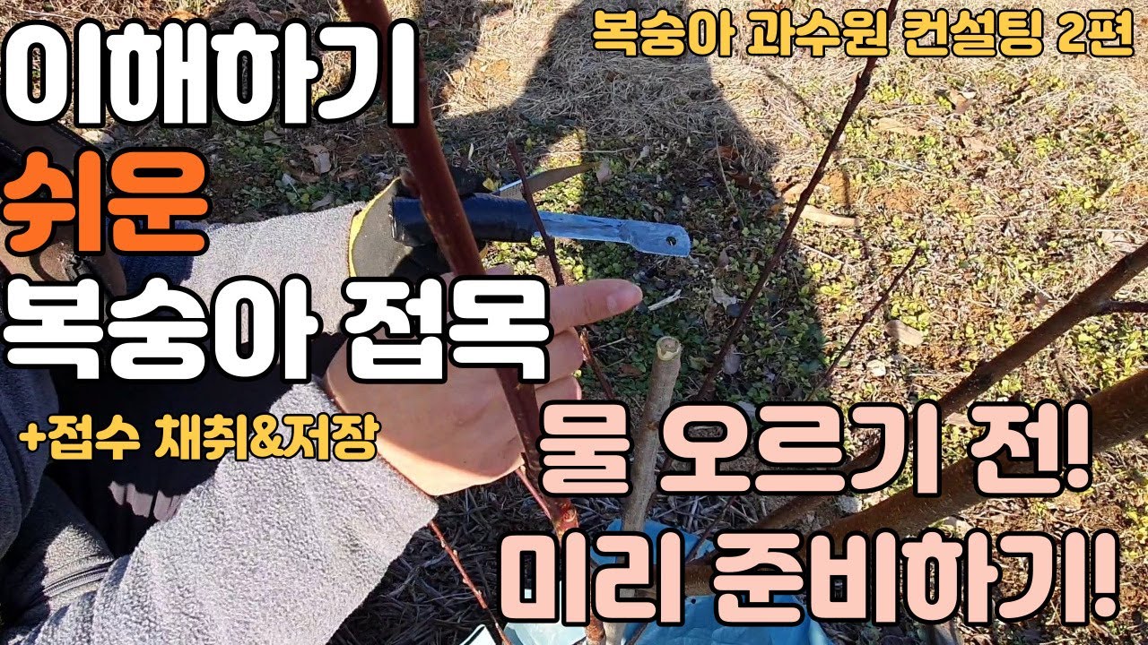 물 오르기 전 미리 접목 준비하기! 이해하기 쉬운 복숭아 접목 + 접수 채취&저장(복숭아 과수원 컨설팅 2편)